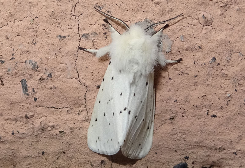 Spilosoma lubricipeda - Erebidae Arctiinae